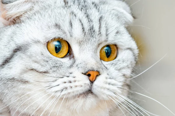 แมวส เทาท สวยงาม สายพ บสก — ภาพถ่ายสต็อก