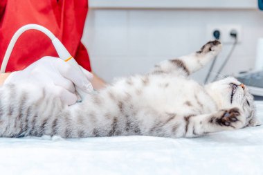 Masada yatan İskoç Katlayan Kedi. Veteriner kliniğindeki ultrason muayenesinde küçük gri bir kedi. Tıbbi ekipmanlar arka planda..
