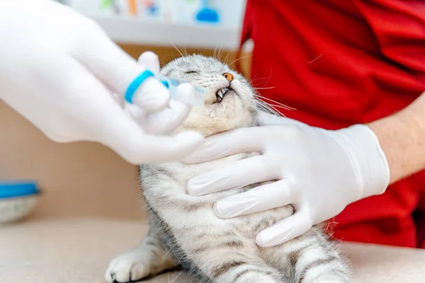Veterinář Dává Lék Kočce Injekční Stříkačkou Kočka Dostává Léky Nebo — Stock fotografie