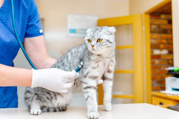 stock image Veterinarian examining with stethoscope a kitten in animal hospital.Scottish Fold Cat in veterinarian clinic.