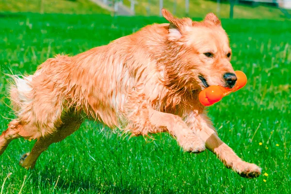 Щасливий Лабрадор Ретривер Собака Грає Іграшкою Жовтий Лабрадор Ретривер Лузі — стокове фото