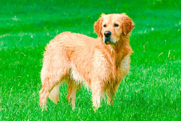 Golden Retriever Στο Πεδίο Όμορφο Σκυλάκι Golden Retriever Λαμπραντόρ Καλοκαίρι — Φωτογραφία Αρχείου