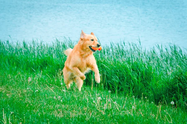 Wet Dog Labrador Playing Water Summer Golden Retriever Resting Grassy — Stock Photo, Image