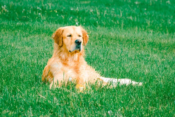 Hermoso Perro Golden Retriever Acostado Hierba Verde Día Verano — Foto de Stock