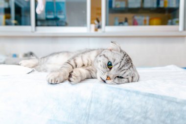 Veteriner kliniği, ameliyat masasında uyumayı bekleyen anestezi görmüş bir kedi. İskoç cins kedi ameliyatın başlamasını bekliyor. Anestezi altında..