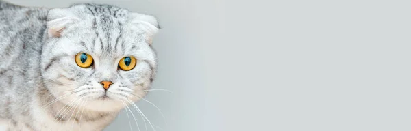Шотландська Порода Ветеринарній Службі Милий Кіт Ветеринарній Клініці Банер Реклама — стокове фото