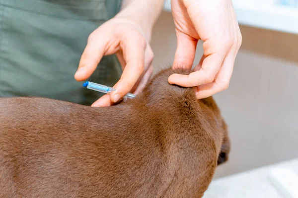 Veterinary Surgeon Giving Vaccine Brown Labrador Puppy Closeup — Stock Photo, Image