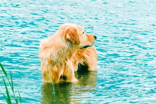 Mokrý Pes Labrador Hraje Vodě Létě Zlatý Retrívr Odpočívá Pláži — Stock fotografie