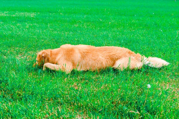Golden Retriever Indah Anjing Berbaring Rumput Hijau Musim Panas Hari — Stok Foto