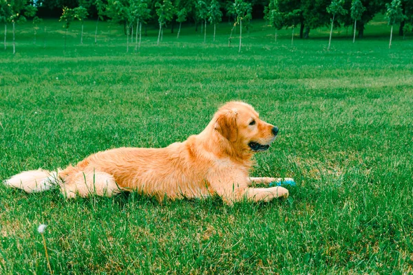 Beautiful Golden Retriever dog lying on the green grass.Summer day.