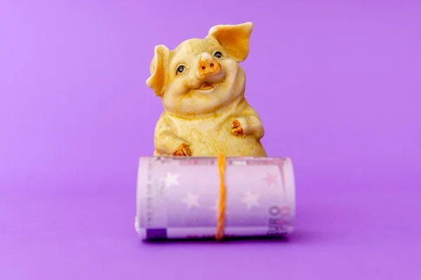 A toy fat piggy sitting with rolled roll five hundred euro money.Purple background.