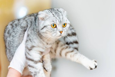 Veteriner elleri ya da veteriner ellerinde şirin bir kedi tutan hemşire. Veteriner kliniğinde İskoç kedisi. Yakın plan..