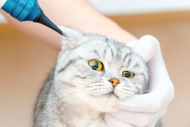 Veteriner doktor veteriner kliniğinde otoskopla kedinin kulaklarını kontrol ediyor. Evcil hayvan sağlığına. Hayvan bakımı. Hayvan bakımı. Veteriner stajyer klinikte kulaklarını kontrol ediyor.