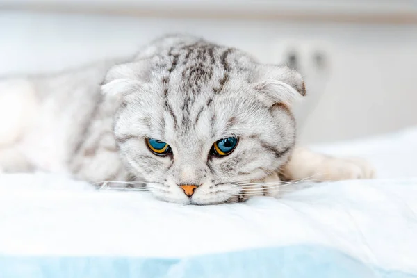Veteriner Kliniği Ameliyat Masasında Uyumayı Bekleyen Anestezi Görmüş Bir Kedi — Stok fotoğraf