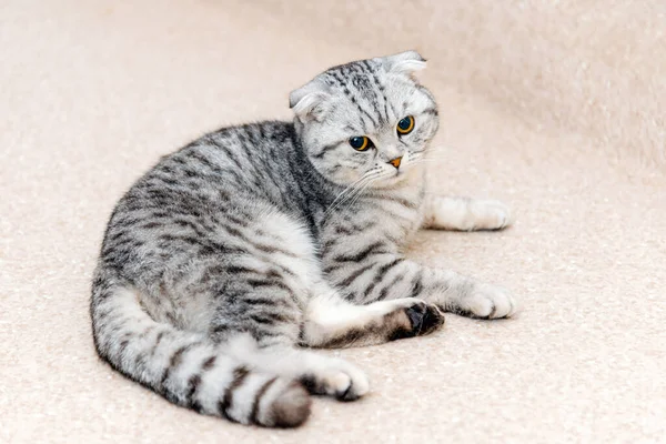 Кіт Лежить Підлозі Ветеринара Офіції Шотландський Кіт Порода Чекає Початку — стокове фото