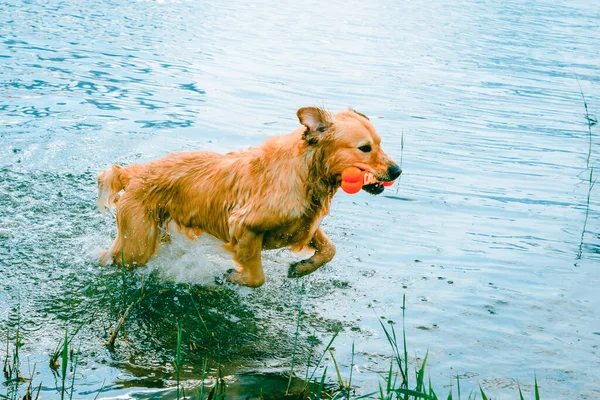 夏天在水里玩耍的湿狗拉布拉多犬 在海滩上休息的金毛猎犬 旅行的概念 大自然中的宠物 — 图库照片