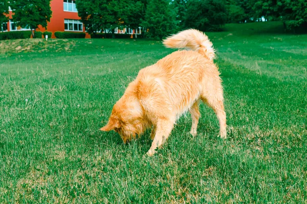 Labrador Hämtar Hund Som Sniffar Gräs Golden Retriever Sniffar Grönt — Stockfoto