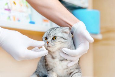 Veteriner hayvan için ilaç verir. Beyaz bir tablet kedi gri İskoç kedisine verilir. Hayvanlar, antikacılar ve veterinerler için ilaç alma kavramı.