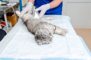 Veterinerin eli veteriner kliniğinde kedinin karnını tıraş eder, kedi muayene edilir ve karnını tıraş ederek ameliyata hazırlanır. Veteriner konsepti..