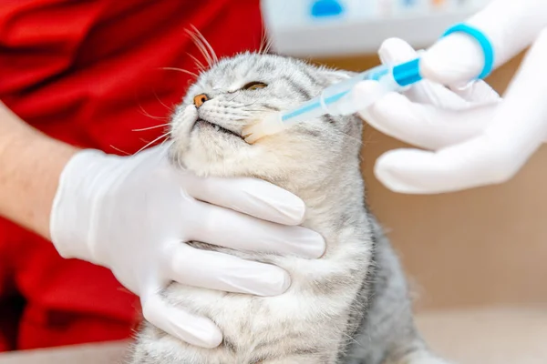 The vet gives the drug to the cat with a syringe.Cat is receiving medication or vaccine.Doctor in latex gloves, hands closeup.Scottish Fold cat does not like medicine.