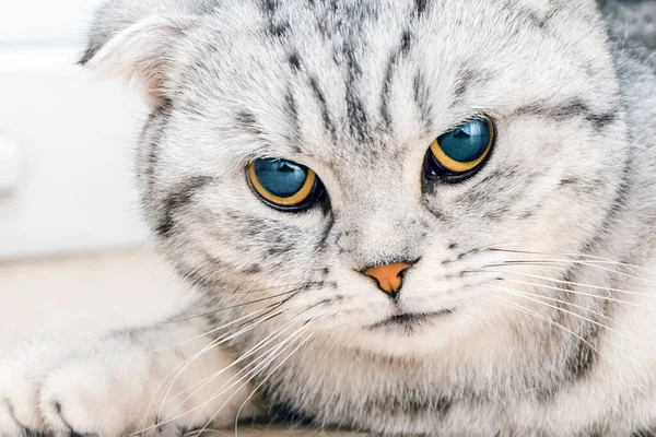 Kızgın Kedi Veteriner Ofisinde Yerde Yatıyor Skoç Cins Kedi Ameliyat — Stok fotoğraf