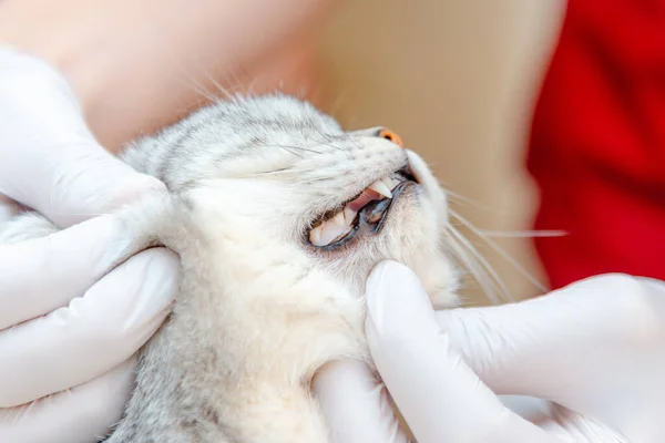 Healthcare of your pet.Veterinarian exam the condition and health of the cat\'s teeth in the veterinary clinic.Checking teeth of cat.Closeup.