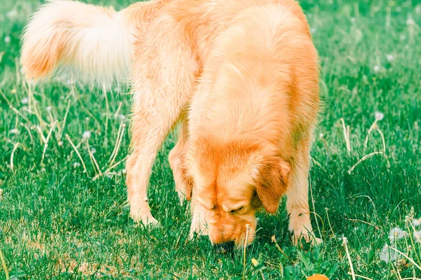 Golden Labrador Retriever Anjing Sniffing Grass Golden Retriever Sniffs Green — Stok Foto