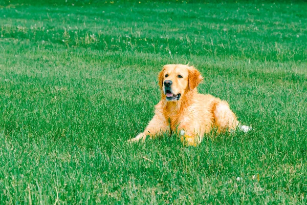 Собака Кличке Золотой Ретривер Лежит Зеленом Газоне — стоковое фото