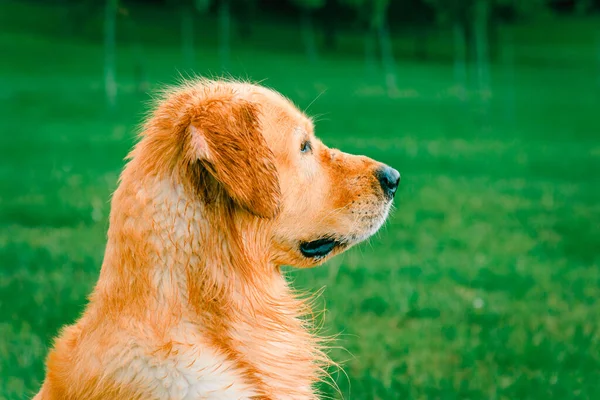 Söpö Labrador Koira Noutaja Puistossa Kuumana Kesäpäivänä Lähikuva Märkä Koira — kuvapankkivalokuva
