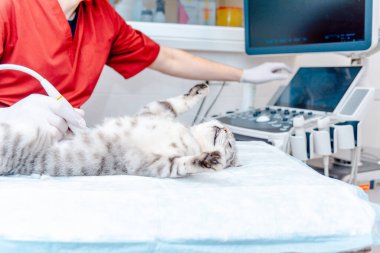 Veteriner kliniğinde ultrason sırasında küçük gri bir kedi masada yatıyordu. Tıbbi ekipmanlar arka planda görüntüleniyordu..