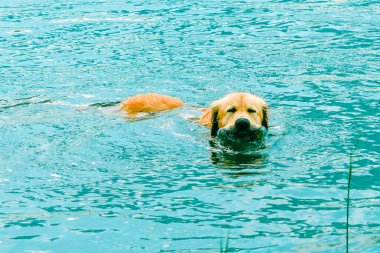 Yazın suda oynayan ıslak köpek labrador sahilde dinlenen golden retriever seyahat konsepti, doğal hayvanlar..