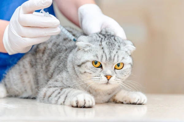 Ветеринар Делает Вакцинацию Красоты Кошка Лежит Table Veterinarian Давая Инъекцию — стоковое фото