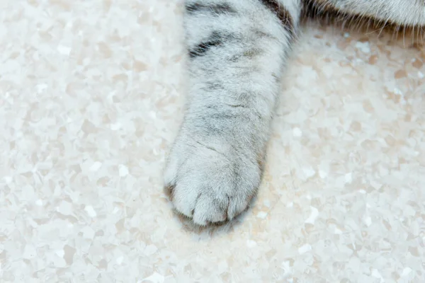 Cat Paw Floor Scottish Fold Breed Paw Floor Indoors Shot — Stock Photo, Image