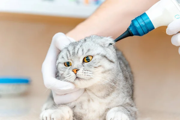 Υγεία Κατοικίδιων Ζώων Κτηνίατρος Γιατρός Που Ελέγχει Αυτιά Της Γάτας — Φωτογραφία Αρχείου