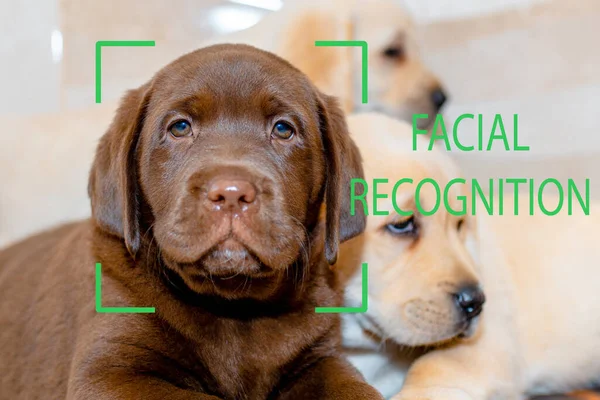 Biometric verification.Facial recognition.brown labrador puppy face recognition.Closeup.