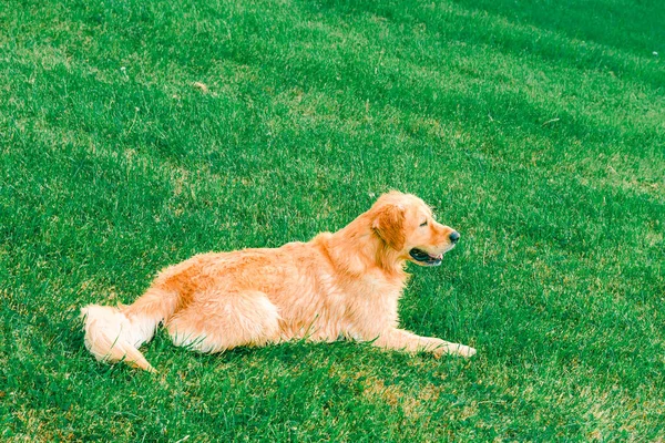 Mooie Golden Retriever Hond Liggend Het Groene Gras Zomer Dag — Stockfoto