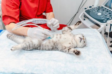 Masada yatan İskoç Katlayan Kedi. Veteriner kliniğindeki ultrason muayenesinde küçük gri bir kedi. Tıbbi ekipmanlar arka planda..