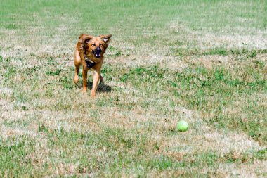Mutlu genç köpek oynuyor, yaz parkında tenis topuyla koşuyor..