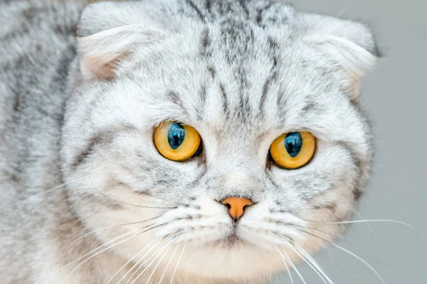 Gato Bonito Fofo Cinza Bonito Escocês Fold Breed Closeup Retrato — Fotografia de Stock
