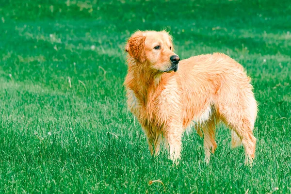 Golden Retriever in the field. Beautiful dog.Golden Retriever Labrador at summer in a field of green grass.