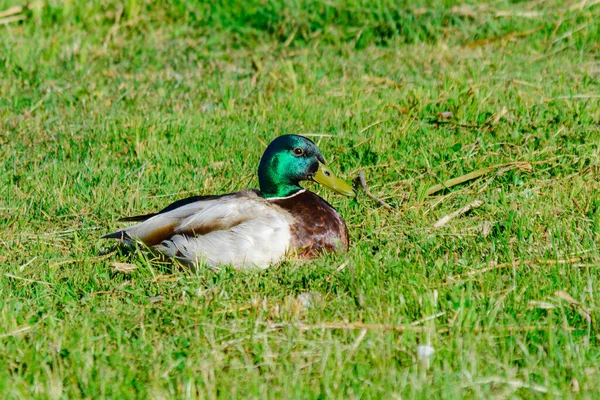 Wild Duck Sitting Green Grass Summer Day — Stock Photo, Image