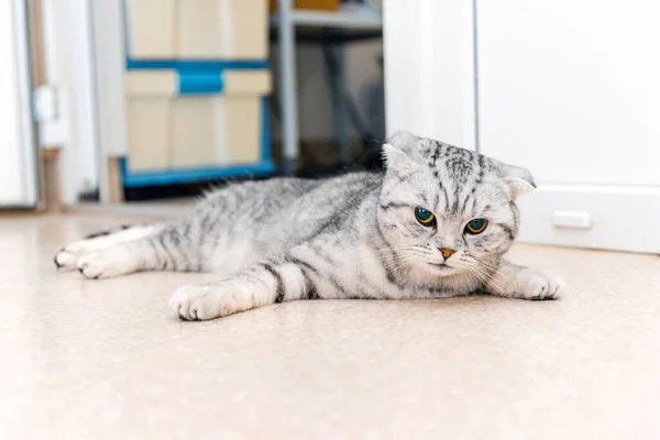 A cat lying down on the floor at veterinarian office.The Scottish breed cat is waiting for the operation to start, he is under anesthesia.
