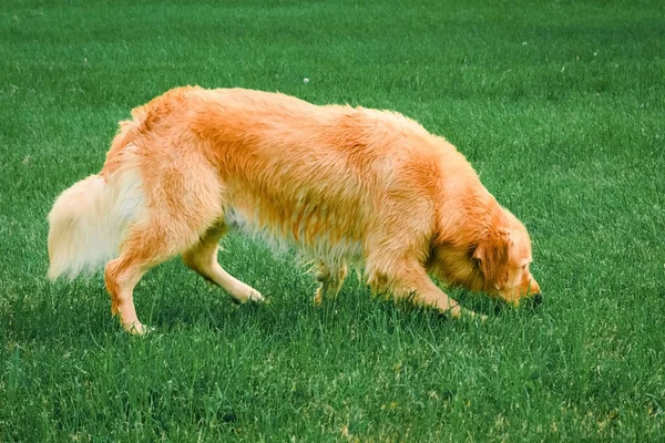 Altın Labrador Köpeği Çimleri Kokluyor Golden Retriever Yeşil Çimenleri Kokluyor — Stok fotoğraf
