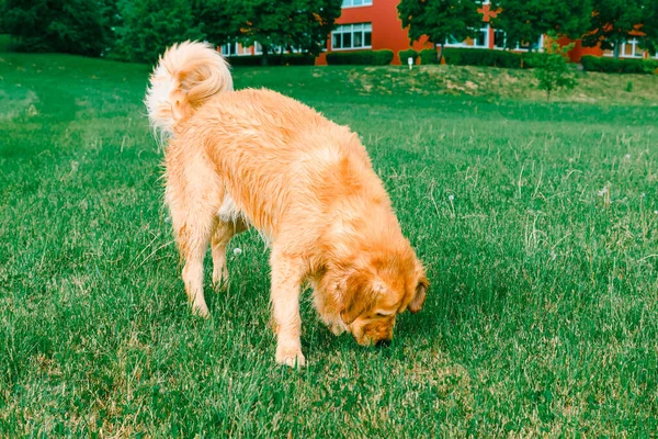 Собака Лабрадор Ищущая Траву Золотистый Ретривер Нюхает Зеленую Траву Прогулке — стоковое фото