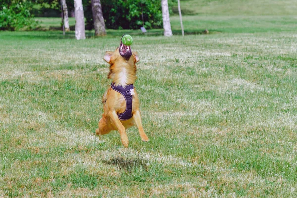 Roztomilý Mladý Pes Chytí Létající Tenisový Míček Letní Den — Stock fotografie