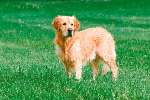 Golden Retriever Lapangan Indah Dog Golden Retriever Labrador Musim Panas — Stok Foto