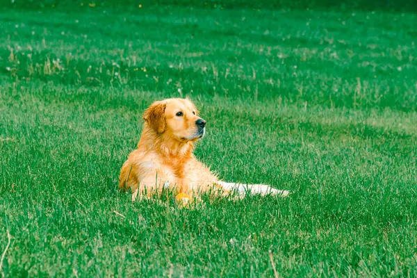 Güzel Golden Retriever Köpeği Yeşil Çimlerin Üzerinde Yatıyor — Stok fotoğraf