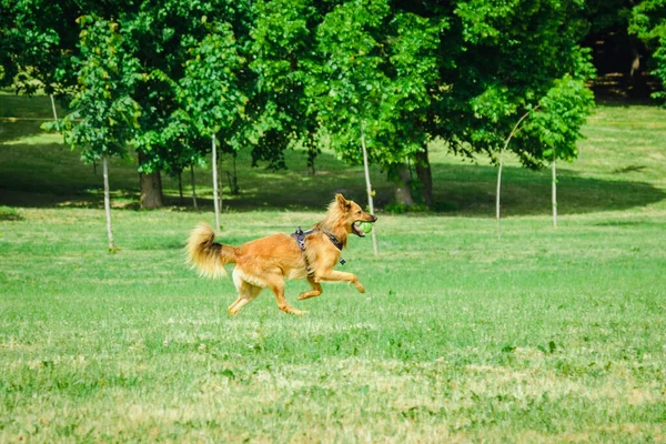 Glücklicher Junger Hund Beim Spielen Laufen Mit Tennisball Sommerparktag — Stockfoto