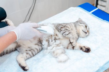 Veterinerin eli veteriner kliniğinde kedinin karnını tıraş eder, kedi muayene edilir ve karnını tıraş ederek ameliyata hazırlanır. Veteriner konsepti..