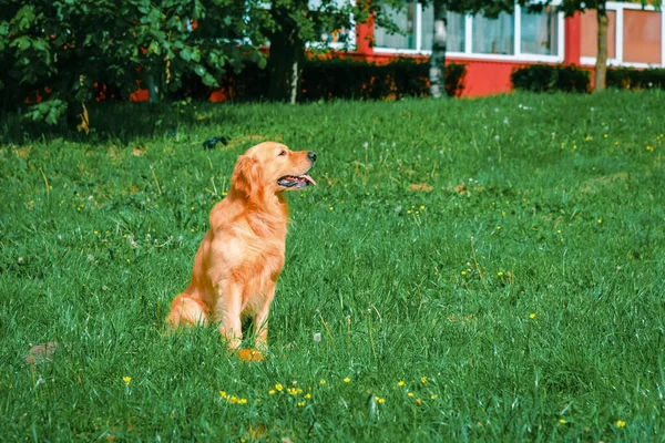 Golden Retriever Einsatz Schöner Hund Golden Retriever Labrador Sommer Einem — Stockfoto